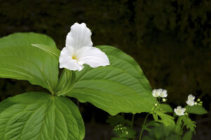 White Trillium Flower